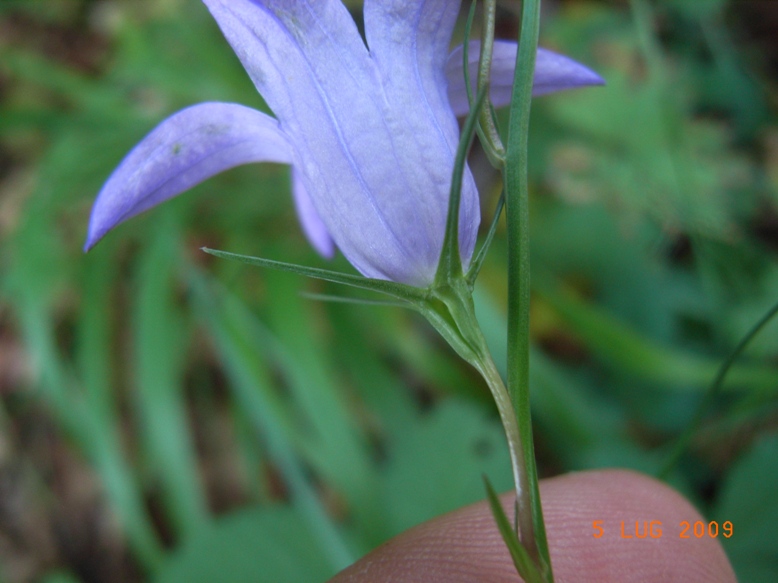 Campanula rapunculus